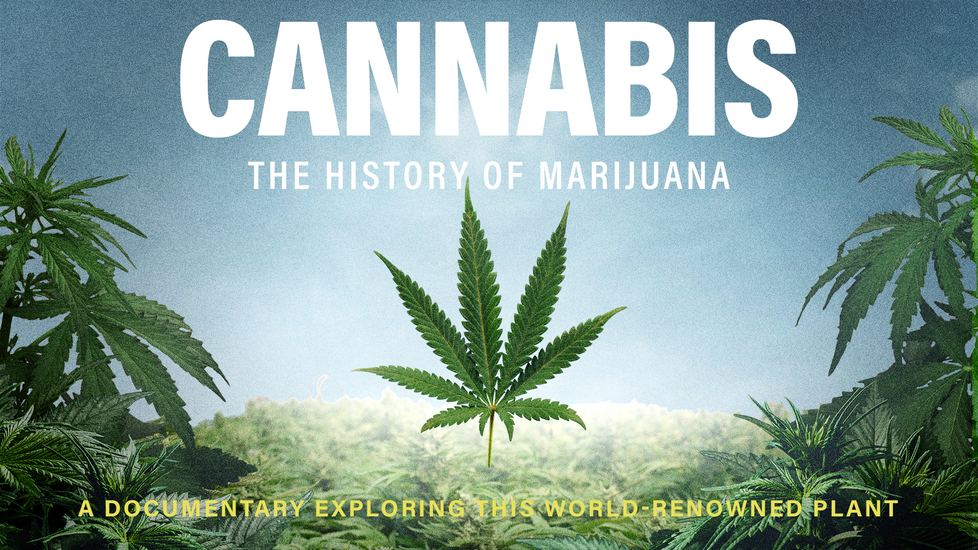Cannabis (2020)