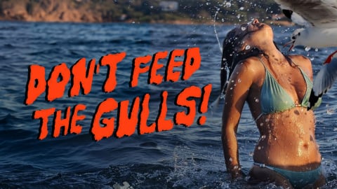 Don't Feed the Gulls! (2023)