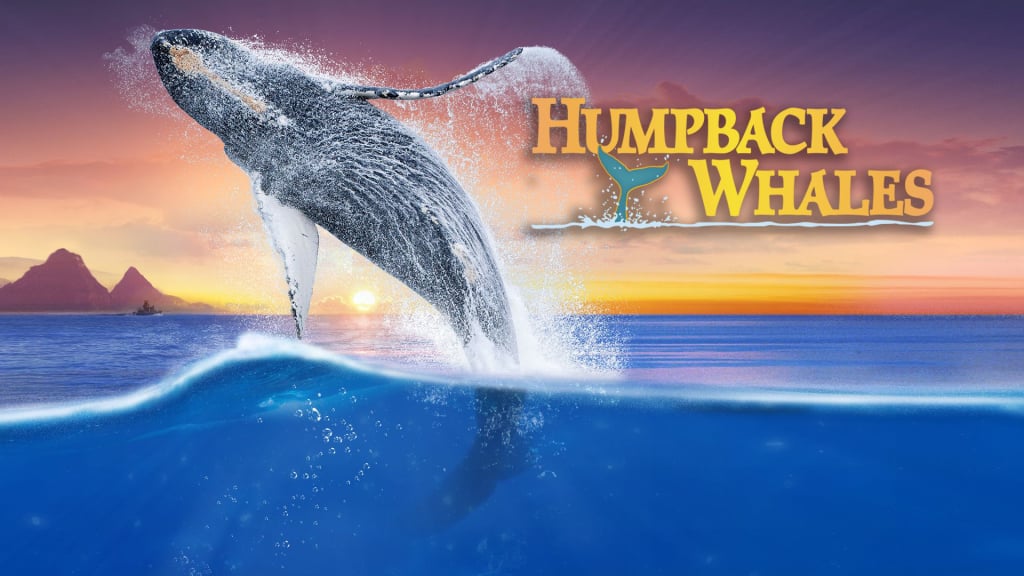 Humpback Whales (2015)