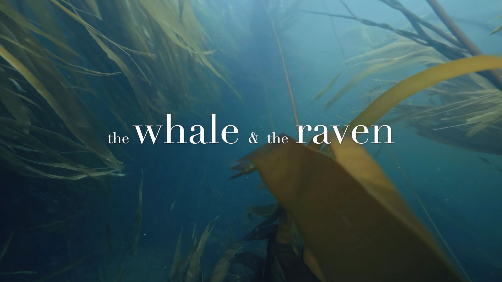 The Whale and The Raven (2023)